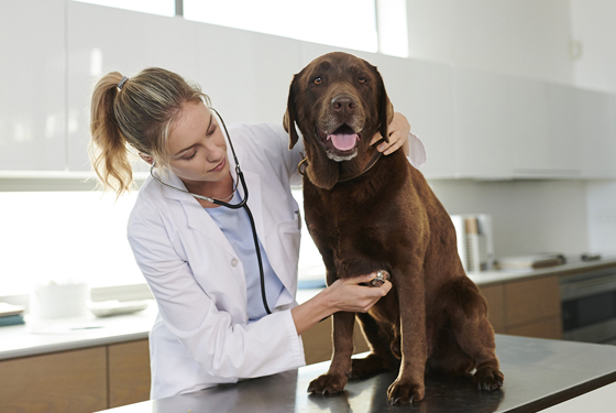 Tierärztin untersucht einen Hund