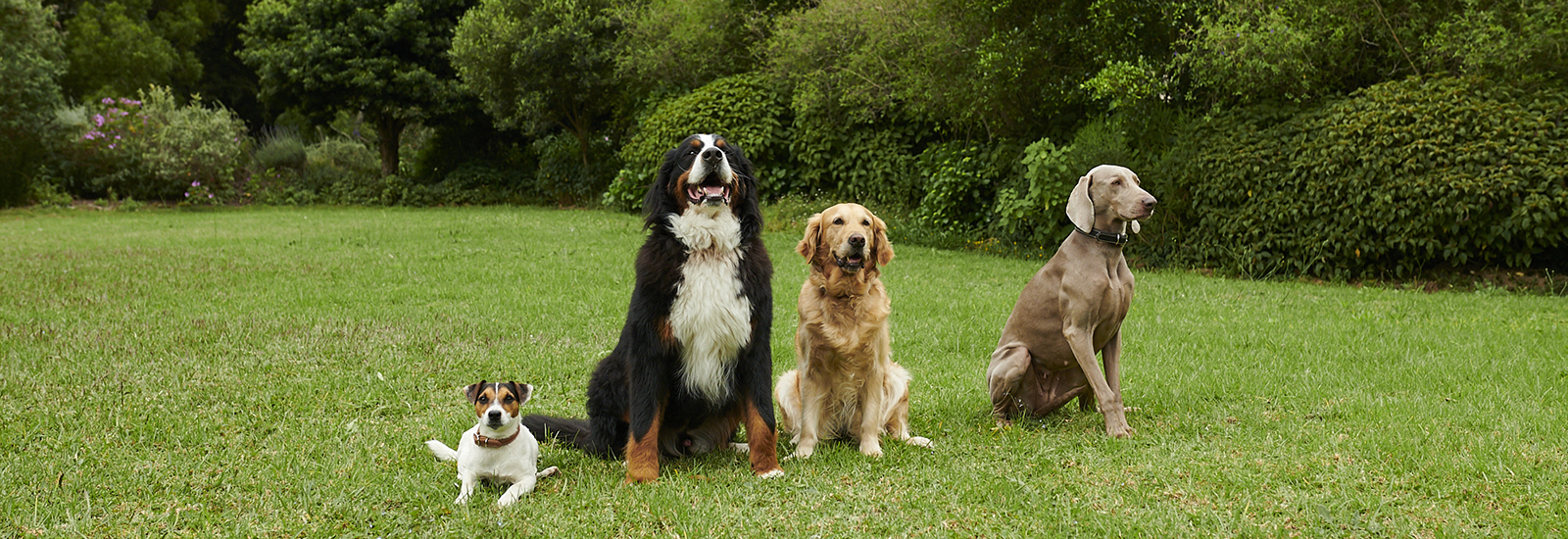 Vier Hunde sitzen auf einer Wiese