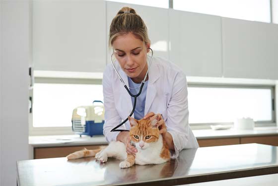Katze wird auf dem OP Tisch von Tierärztin untersucht
