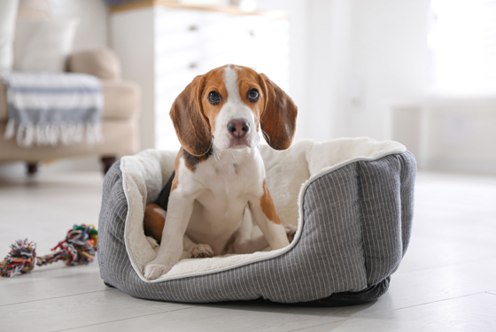 Hund sitzt im Körbchen