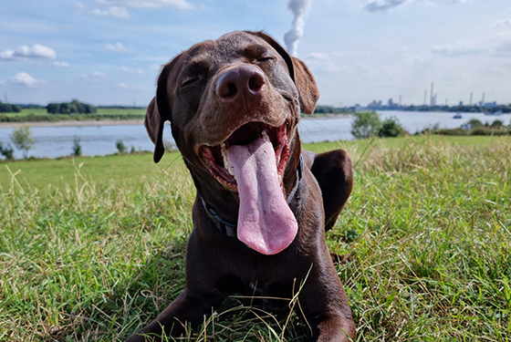 Hund von Christof Hund Ben lächelt in die Kamera