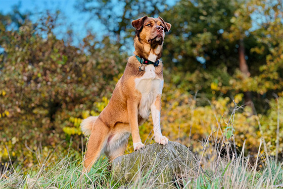 Hund von Michelle Hund Akira steht mit den Vorderpfoten auf einem Stein