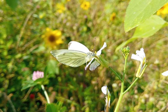 Patenschaft für eine Blühwiese Blumenwiese