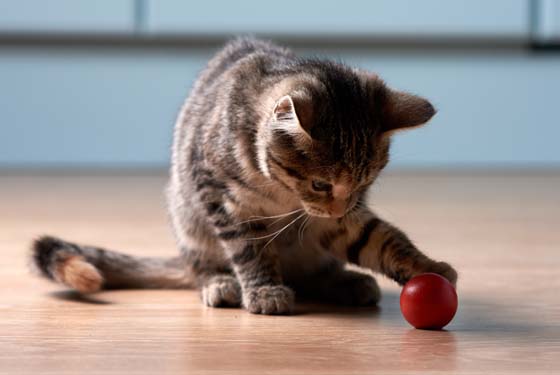 Kitten spielt mit einem Ball