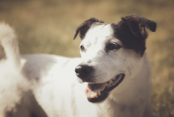 Hund von Catherine Hund Nemo steht in einem Feld