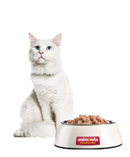 Weiße Katze sitzt neben Futternapf