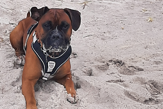 Hund von Ragna Hund liegt am Strand im Sand