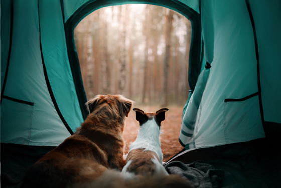 zwei Hunde liegen im Zelt