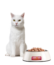 Weiße Katze sitzt neben Futternapf