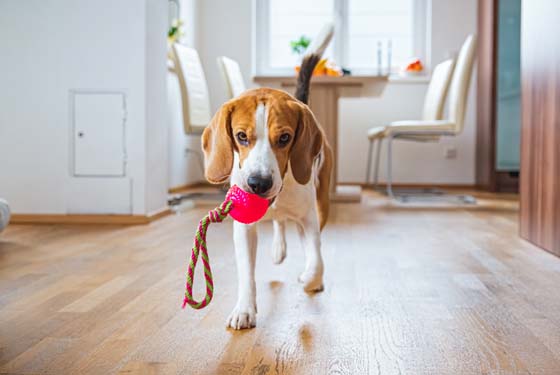 Hund mit Spielzeug