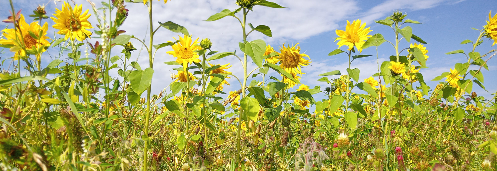 Patenschaft für eine Blühwiese Blumenwiese
