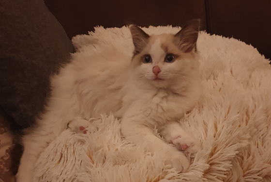 Katze von Martin Katze Missy liegt in ihrem Körbchen
