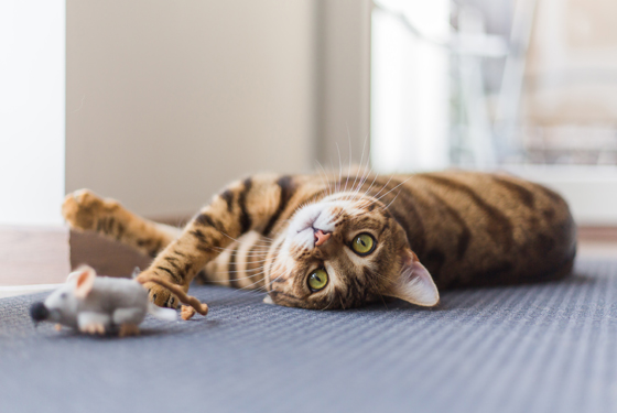 Katze liegt auf dem Rücken mit Spielzeug