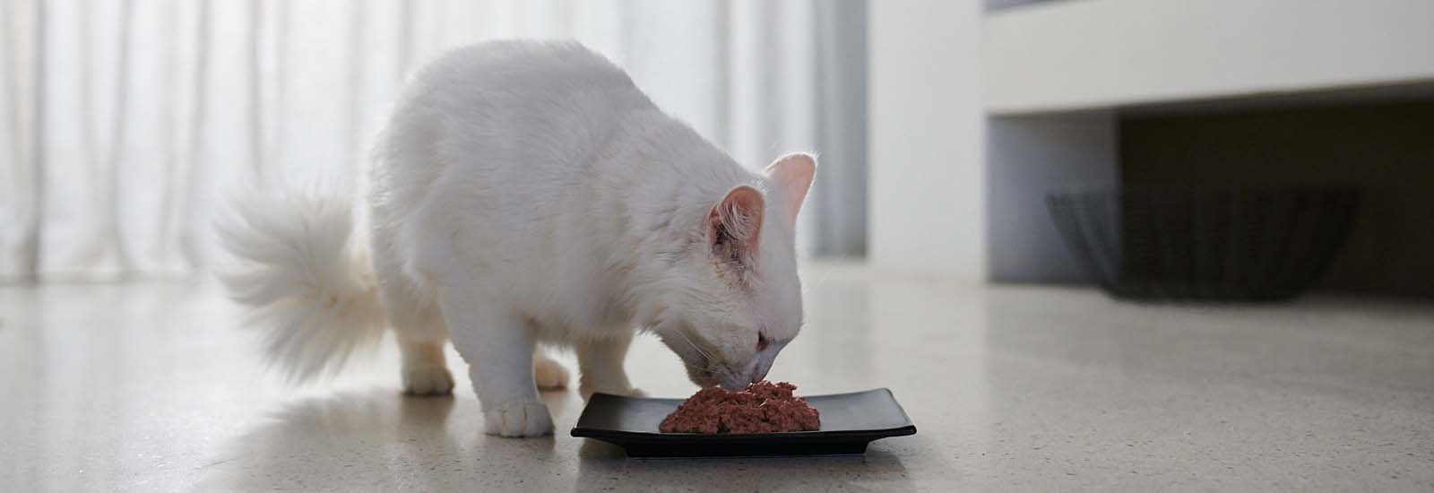 animonda Probierpakete Katze frisst aus Napf