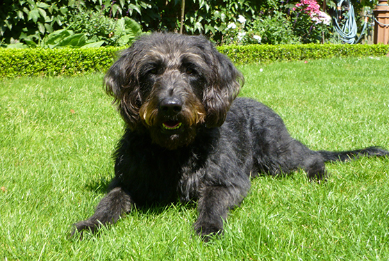 Hund von Irmgard Hund Buddy liegt auf dem Rasen
