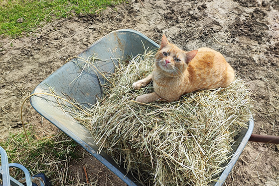 Katze von Franziska Katze liegt im Heu