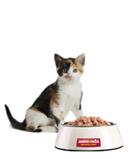 Kitten neben Futternapf