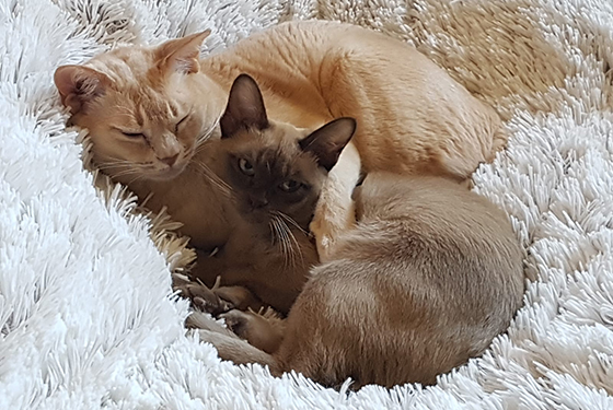 Katzen von Anke Katzen Honey und Fibi kuscheln zusammen