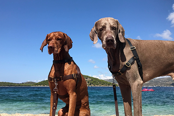 Hunde von Elina Hunde Zeo und Lenny am Strand