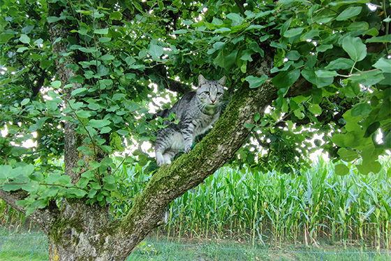 Katze von Franziska Katze sitzt im Baum