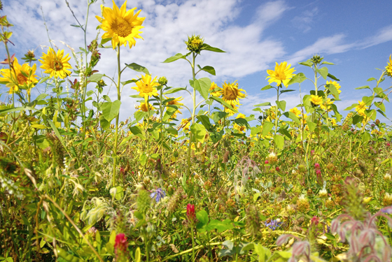 Patenschaft für eine Blühwiese Blumenwiese