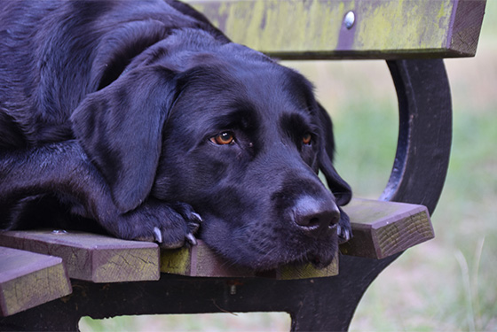 Hund von Nadine Hund Sunny liegt auf einer Bank