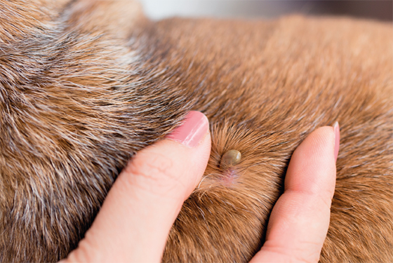 Zecke entfernen beim Hund – Darauf kommt an! animonda