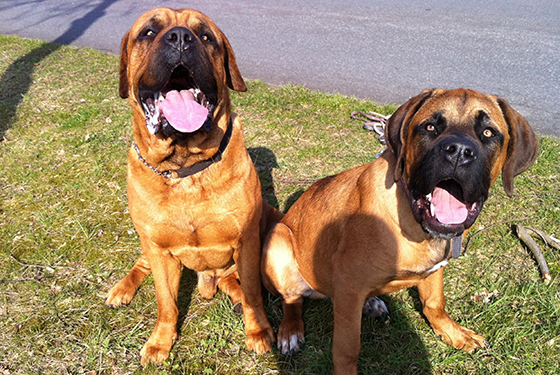 Hunde von Anja Hunde Luka und Lui sitzen im Gras