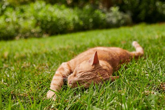 Katze schläft im Gras