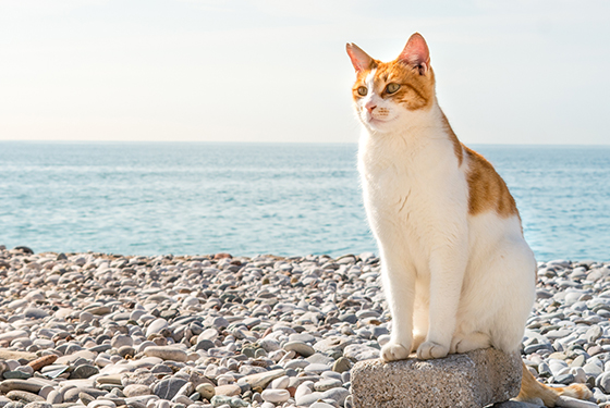 Katze sitzt am Strand