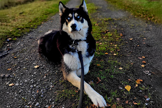 Hund von Michelle Hund Arkani liegt auf einem Feldweg