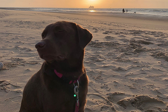 Hund von Meik Hund Frieda beim Sonnenuntergang