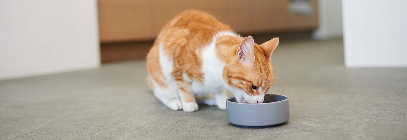animonda Probierpakete Katze sitzt vor Futternapf