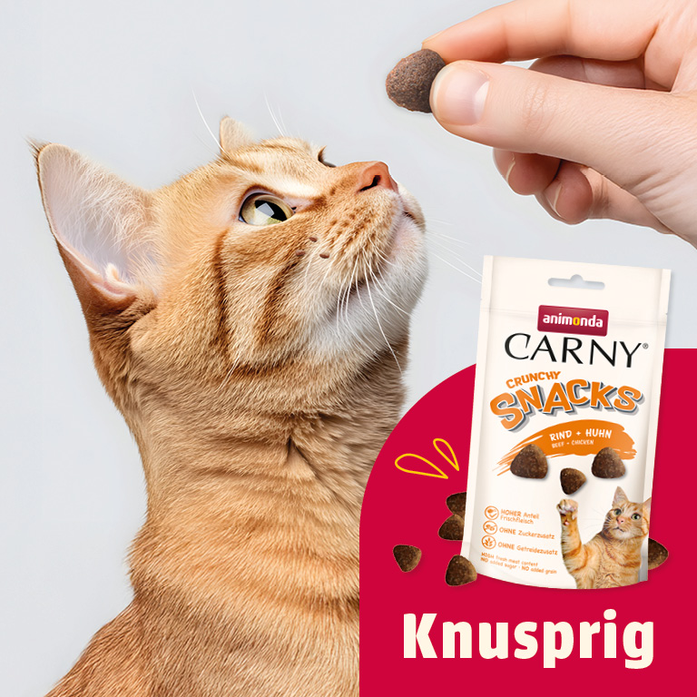 CARNY Crunchy Snacks