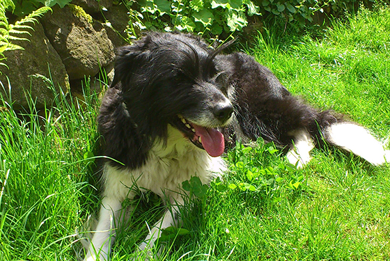 Hund von Nicole Hund Timboy liegt im Gras