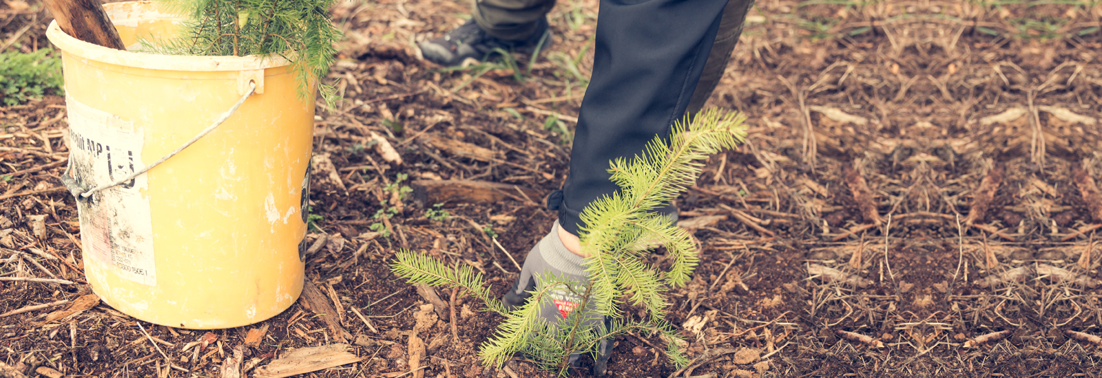 Baum wird in den Boden gepflanzt Baum wird in den Boden gepflanzt