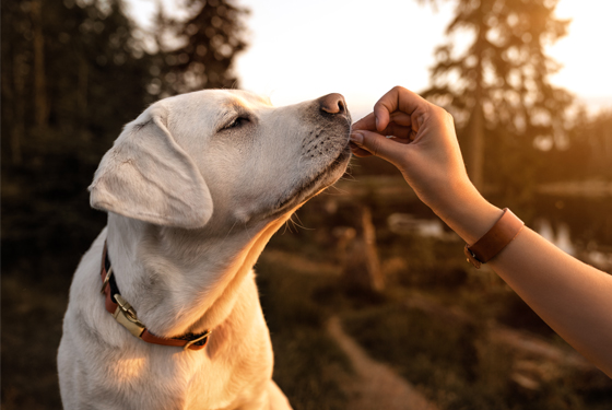 Hund und fütternde Hand 