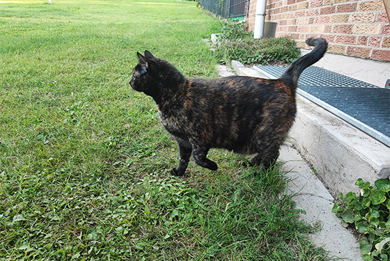 Katze von Franziska Katze läuft durch den Garten