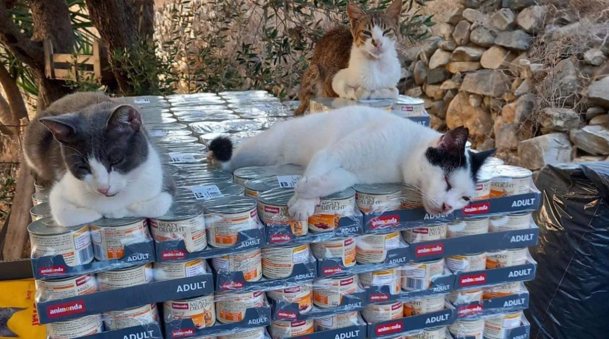 Hilfe, die ankommt! Feed a Cat und Feed a Dog Futterlieferung