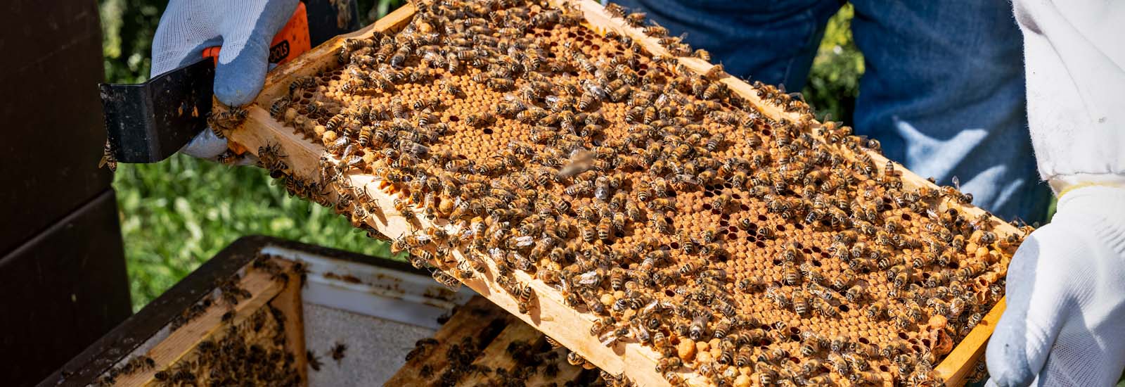 Mehr als eine Schwärmerei: unsere Honigbienen Honigwaben mit Bienen