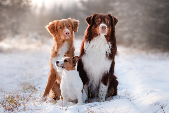 Drei Hunde sitzen im Schnee