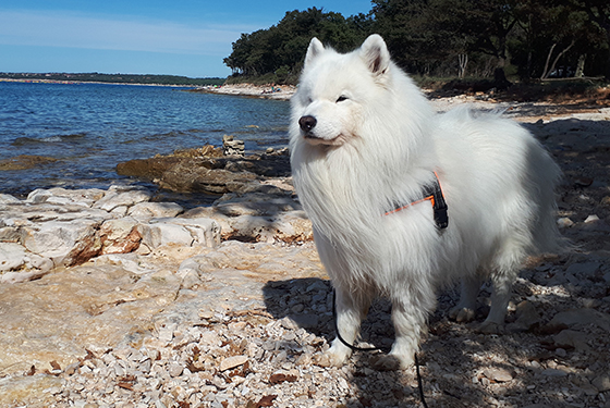 Hund von Günther Hund Samy steht am Meer