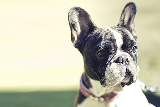 Hund von Ulrike Portrait von Hund Loulou