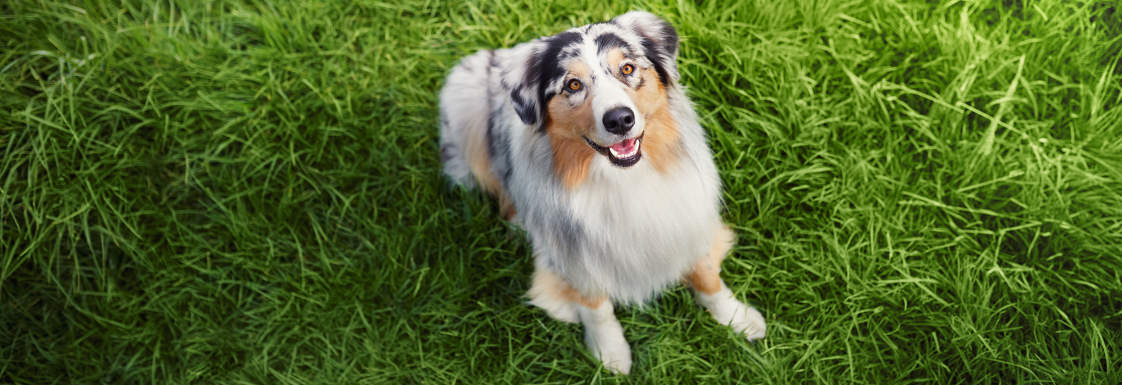 animonda Probierpakete Hund auf einer Wiese