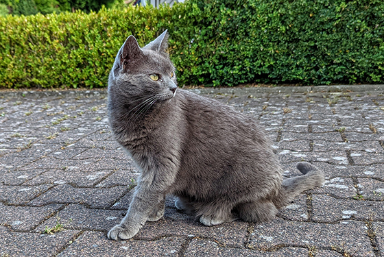 Katze von Wolfgang Katze Dana sitzt auf der Terasse