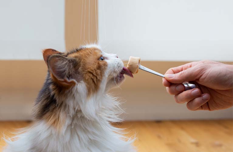Katze leckt an DIY Eis
