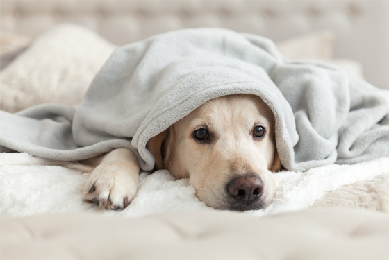 Hund liegt unter einer Decke