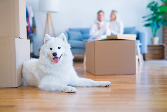Hund sitzt vor Umzugskartons