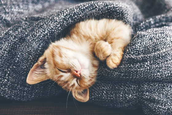 Katze liegt unter einer Decke