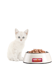 Weißes Kitten sitzt neben Futternapf